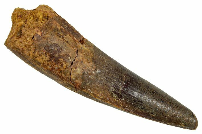 Fossil Spinosaurus Tooth - Real Dinosaur Tooth #344174